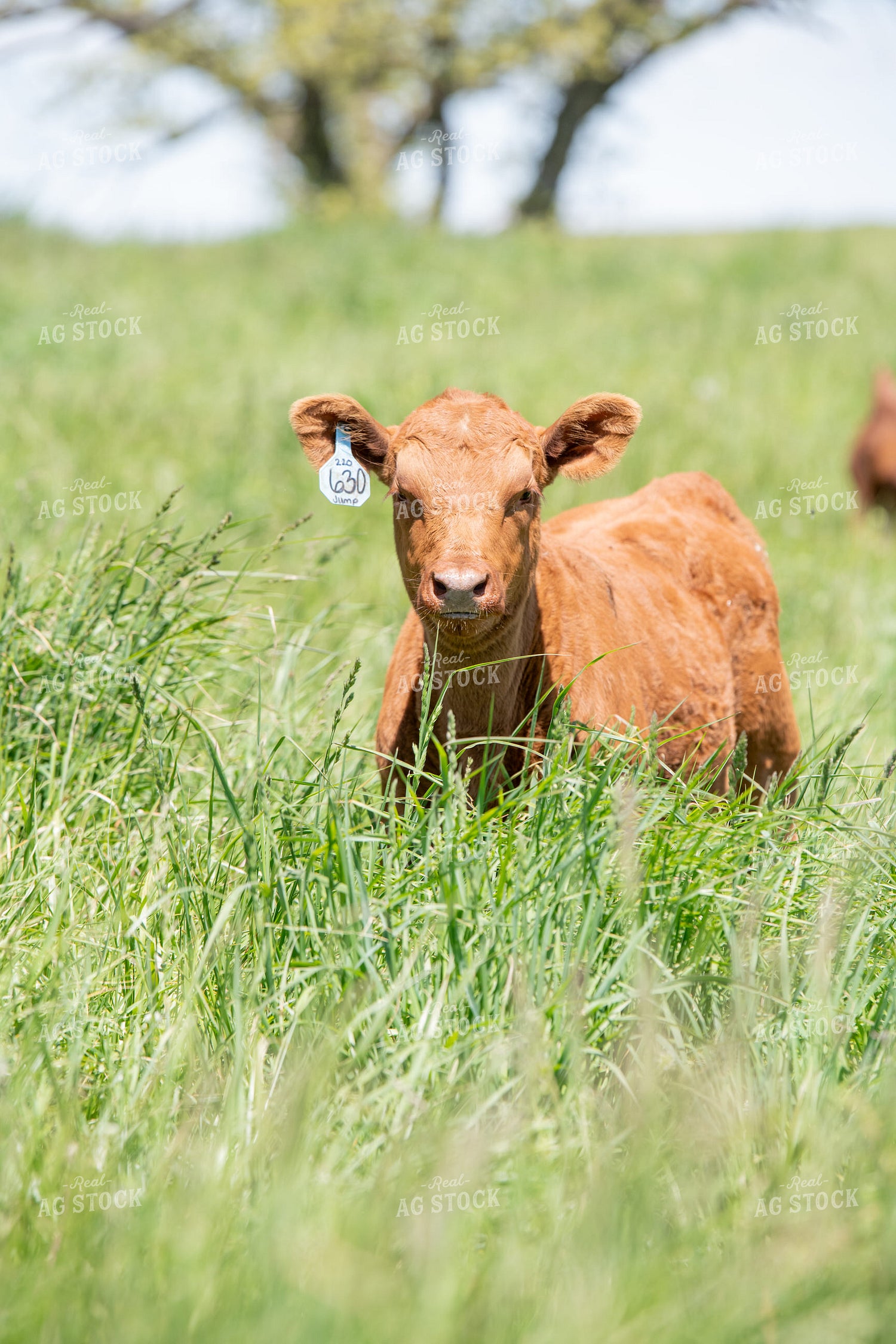 Red Angus Calf on Pasture 193107