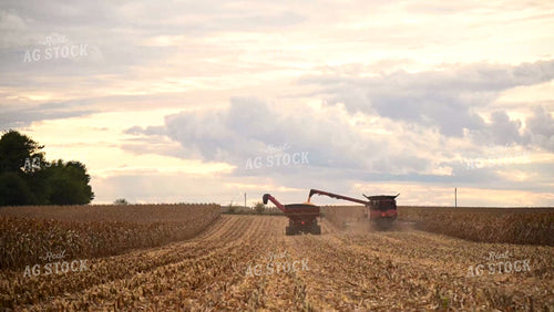 Harvesting Corn on Flat Ground - 477
