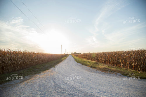 Gravel Road and Dried Corn Field 93049