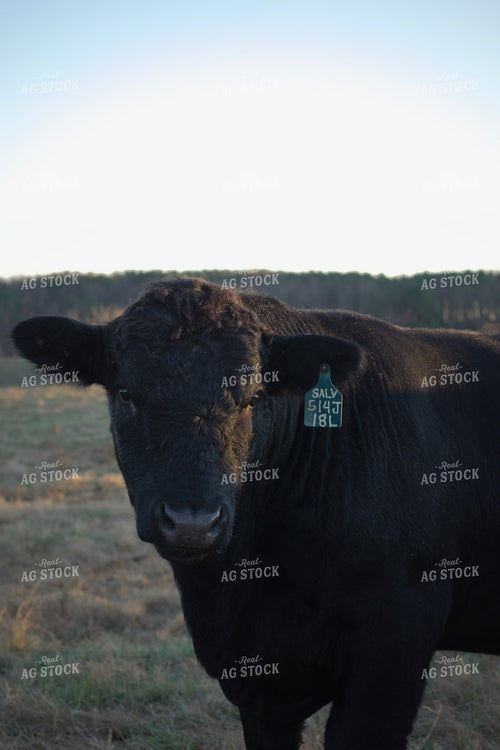 Black Angus Cattle 251110