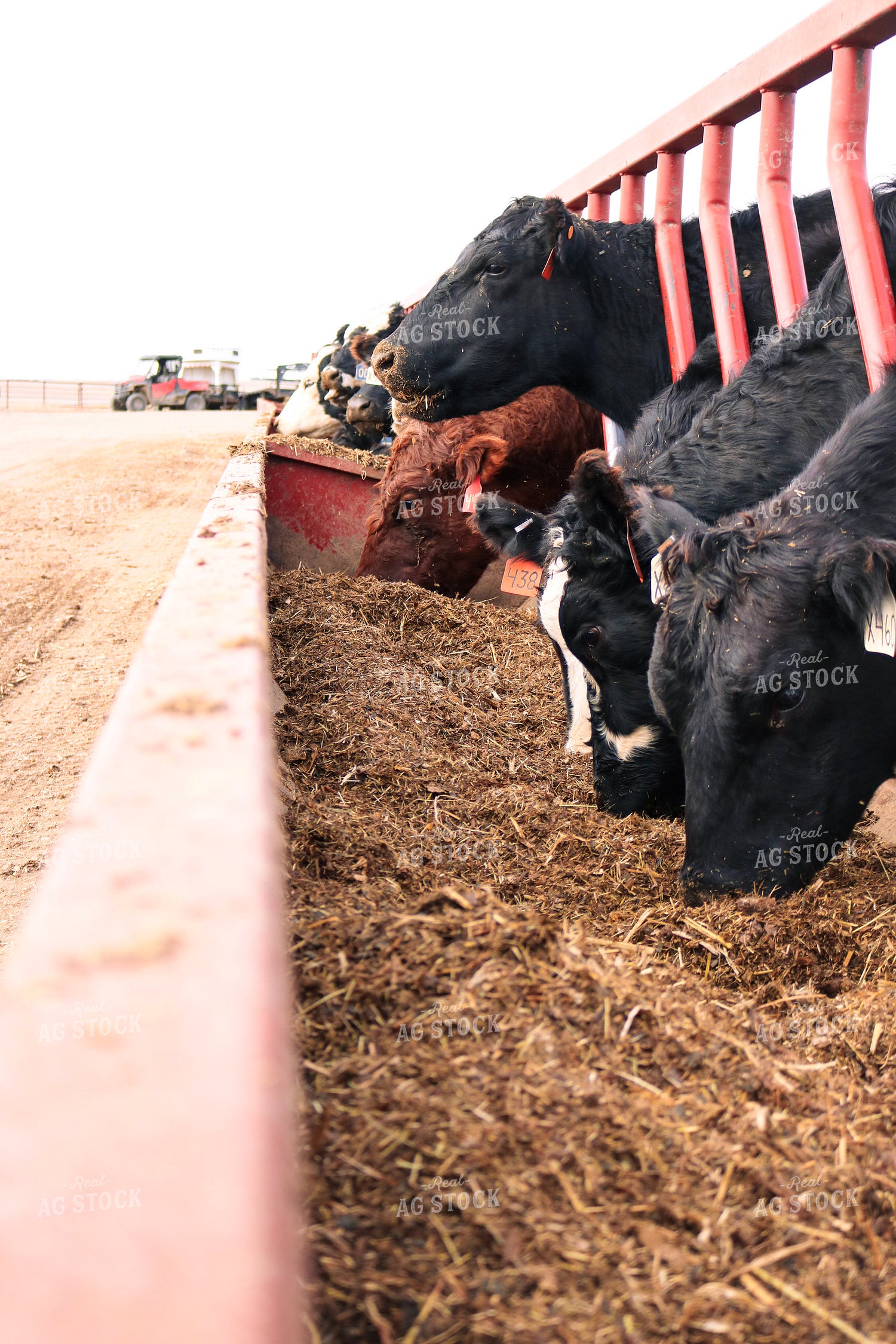 Angus Cattle in Pen 82173