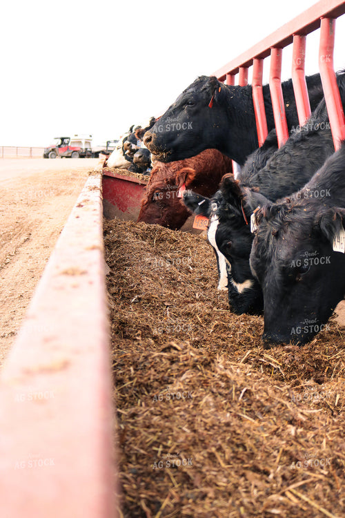 Angus Cattle in Pen 82173
