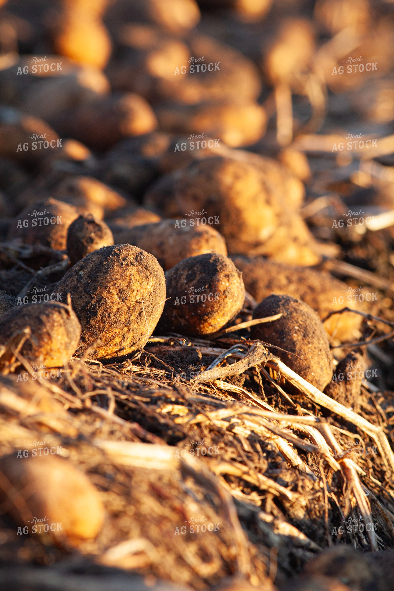 Potatoes 132185