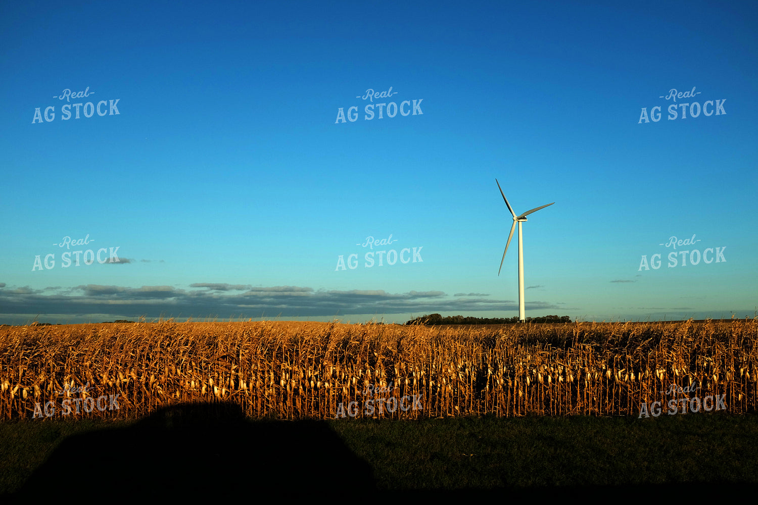 Wind Turbine in Dried Cornfield 154021