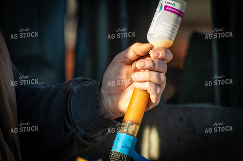 Vaccinating Cattle 214100