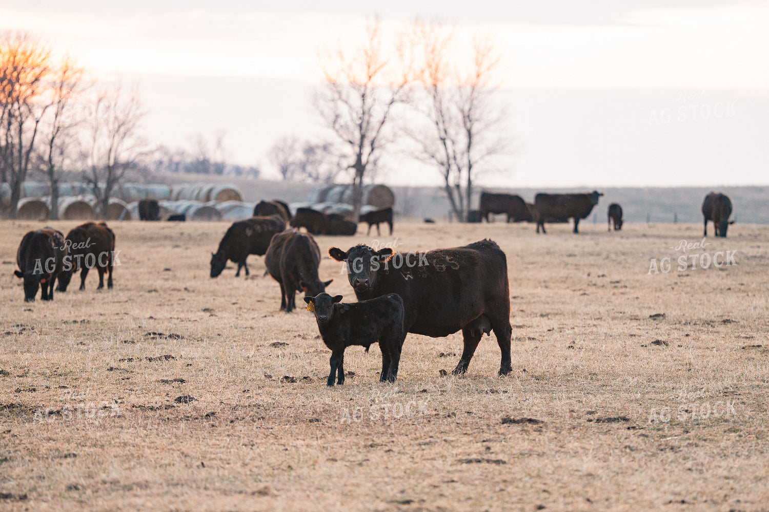 Cow Calf Pair on Pasture 68316