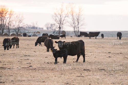 Cow Calf Pair on Pasture 68316