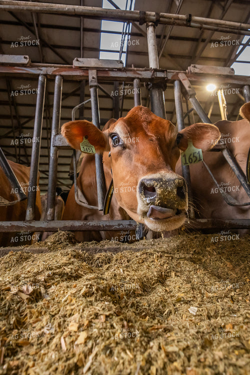 Jersey Cows Eating in Freestall Barn 270258