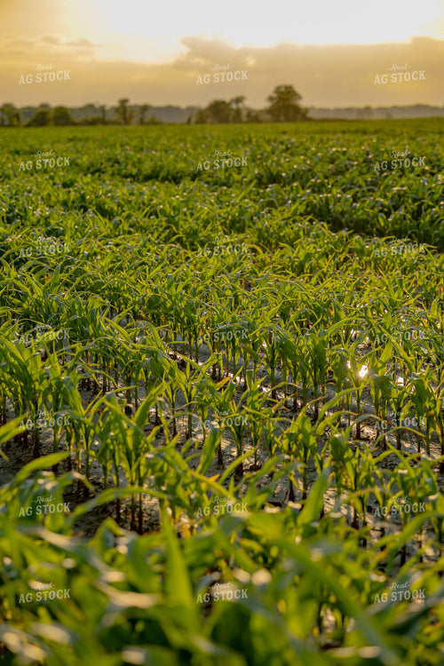 Early Growth Corn Field 291105