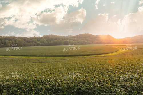 Scenic Soybean Field 52635