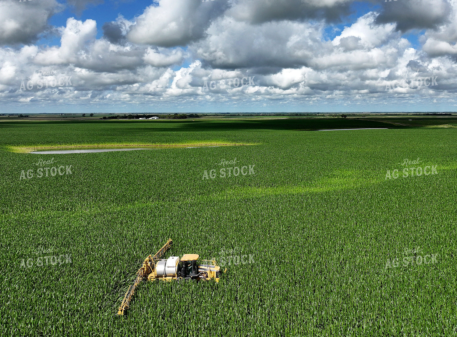 Y Dropping Corn 141358