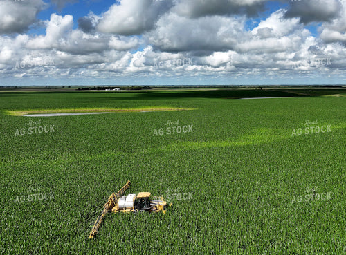 Y Dropping Corn 141358