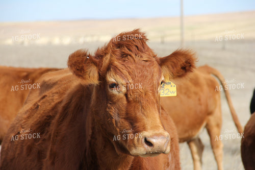 Red Angus Cow 95001