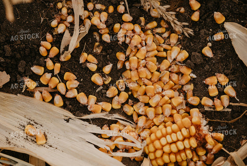 Corn Kernels in Field 185133