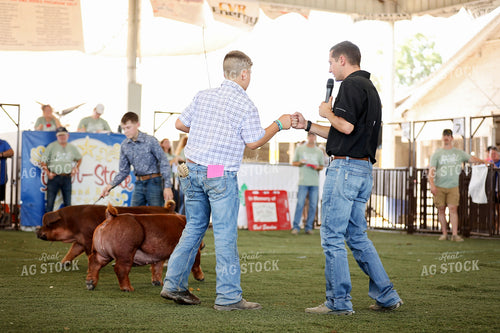 Pig Show 127128
