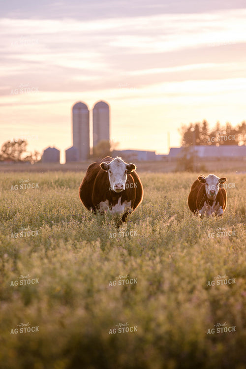 Hereford Cattle on Pasture 81170