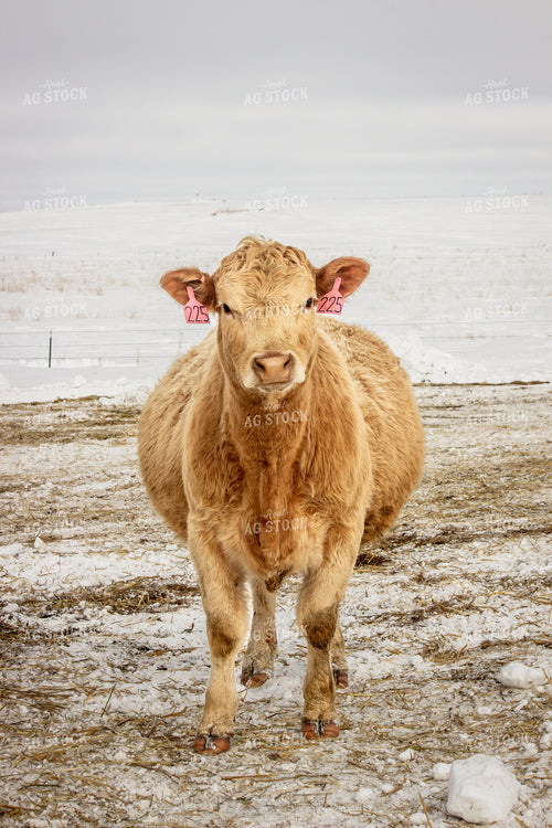 Simmental Cattle 155025