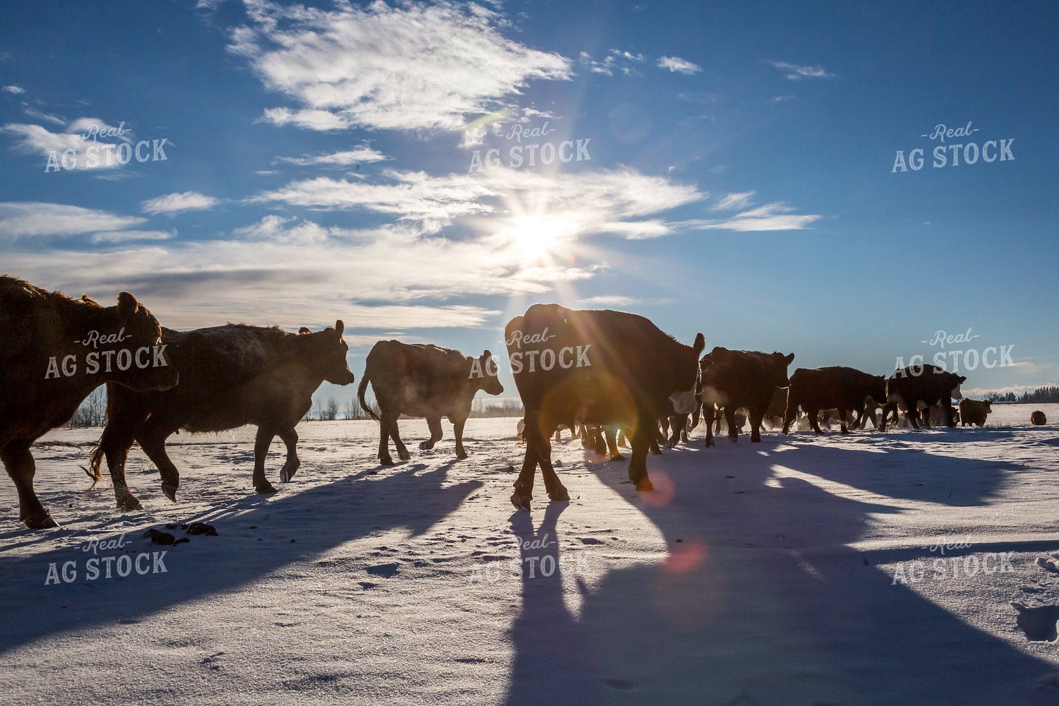 Cattle on the Move Through Snowy Pasture 138013
