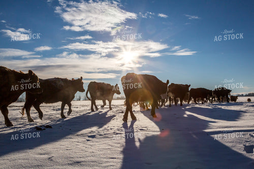 Cattle on the Move Through Snowy Pasture 138013
