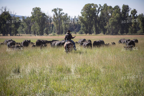 Cowboy Checking Cattle 117429
