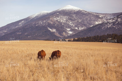 Hereford Cattle in Pasture 81023