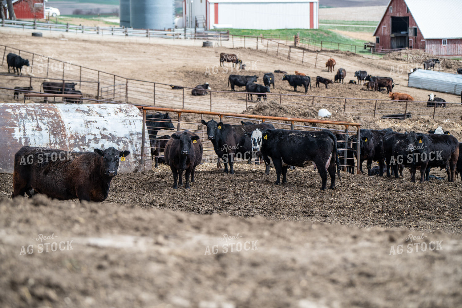 Cow Calf Operation 193017