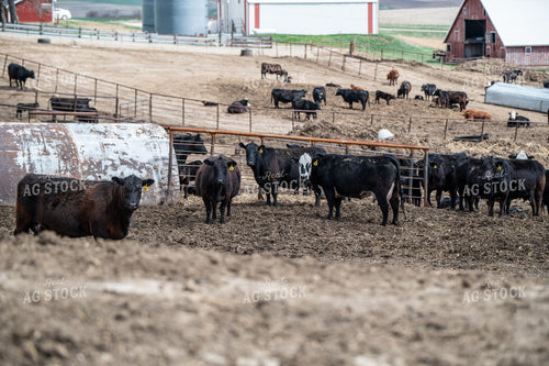 Cow Calf Operation 193017