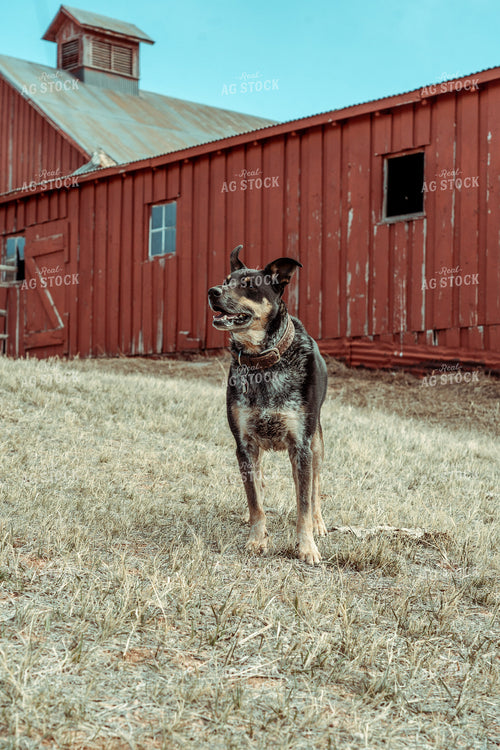 Ranch Dog 58087