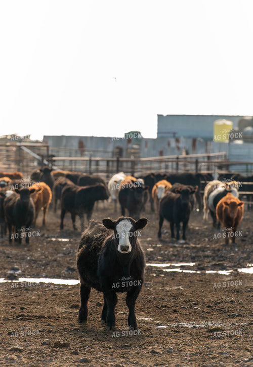 Feedlot 185057