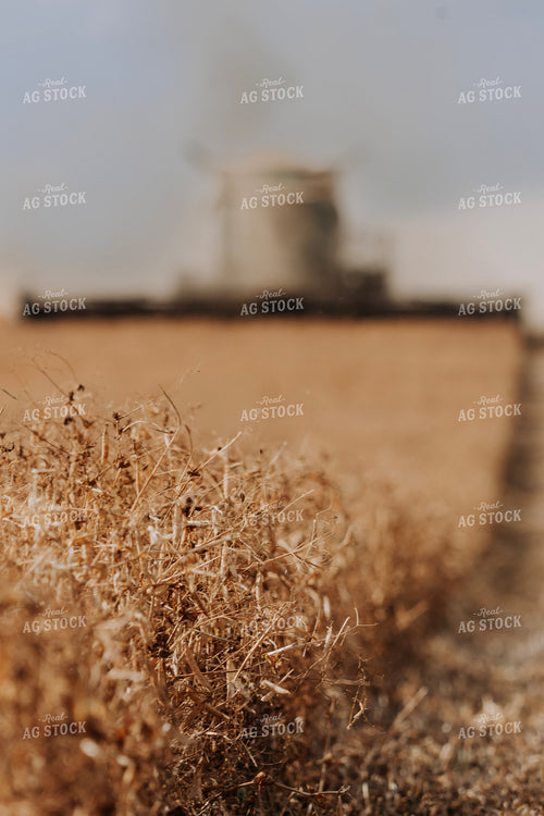 Pea Harvest 187267