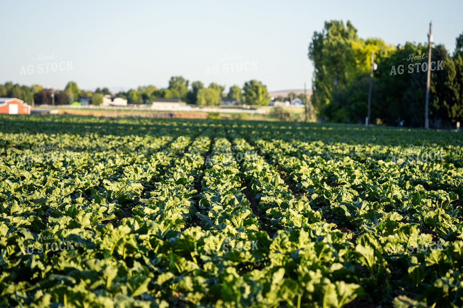 Sugar Beet Field 65819