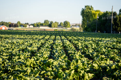 Sugar Beet Field 65819