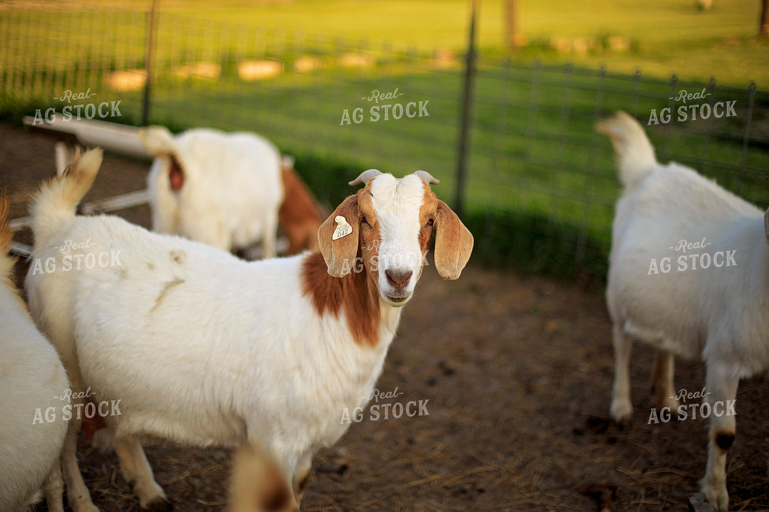 Goats in Farmyard 93135