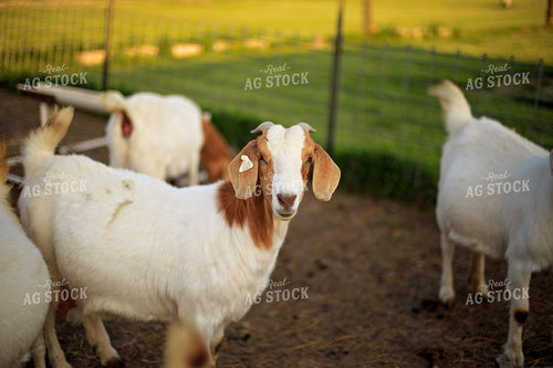 Goats in Farmyard 93135