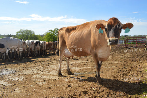 Dairy Cattle 206012