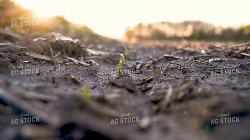 Corn Seedling at Sunrise 25198
