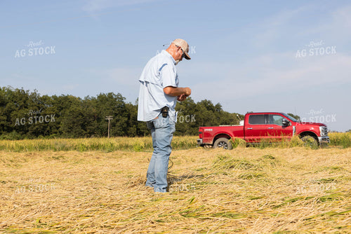 Farmer Checking Rice Field 79715