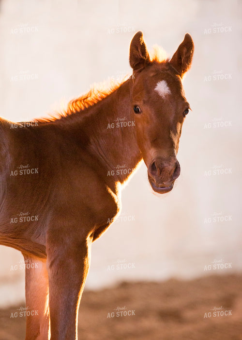 Foal 55378