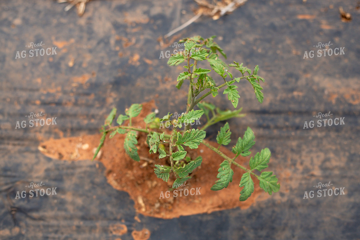 Tomato Plant 208029