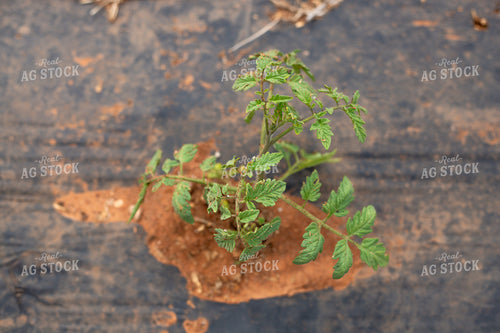 Tomato Plant 208029