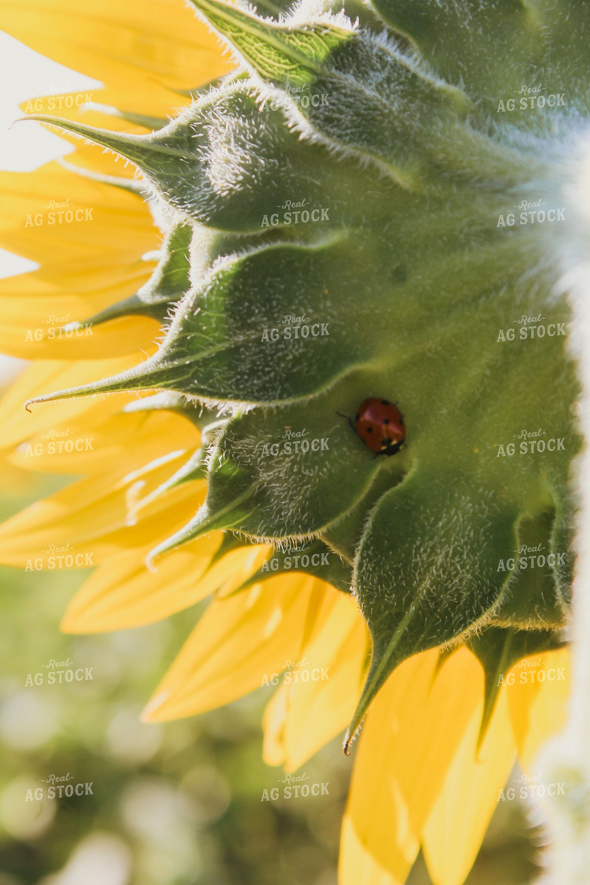 Ladybug on Sunflower 237027