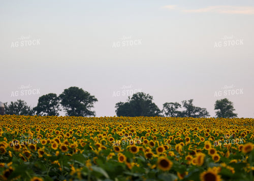 Sunflowers 160193