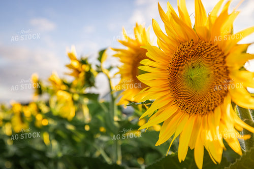 Sunflower 270299