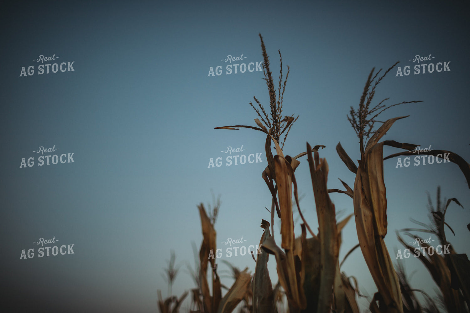 Dried Corn Tassel at Dusk 3399