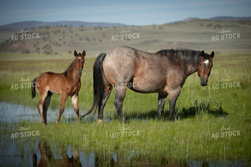 Foal and Mare 78204