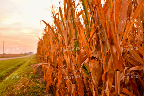 Dried Corn Ear at Sunrise 25491