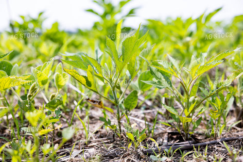 Early Growth Soybeans 178128