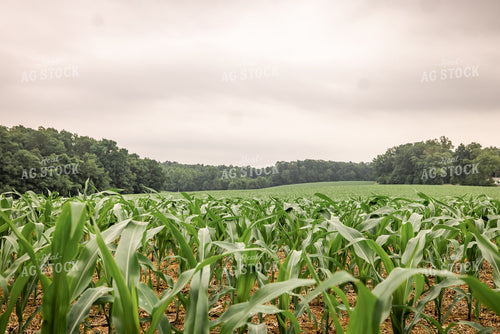 Midseason Corn 270357