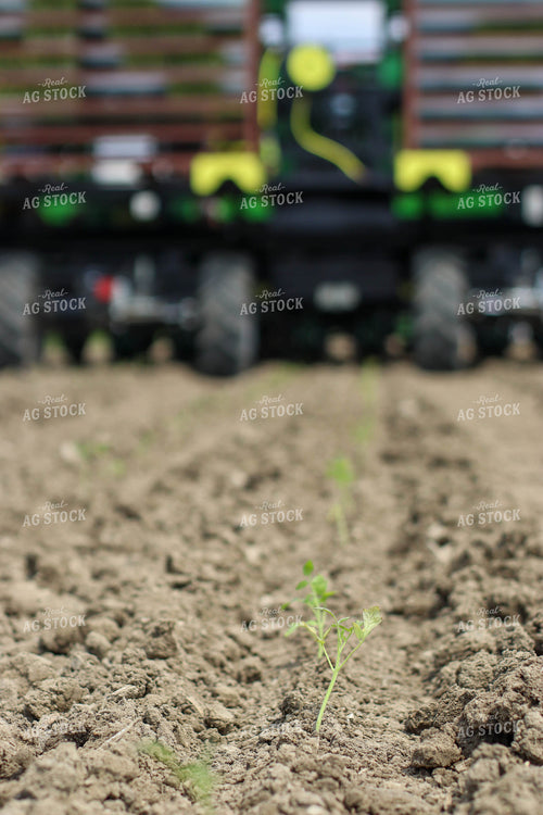 Planting Tomatoes in Field 109047