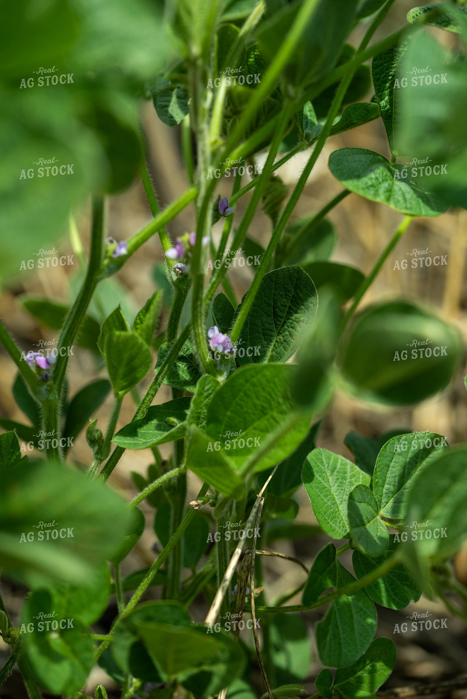 Up Close Soybean Plant With Purple Flowers 76196